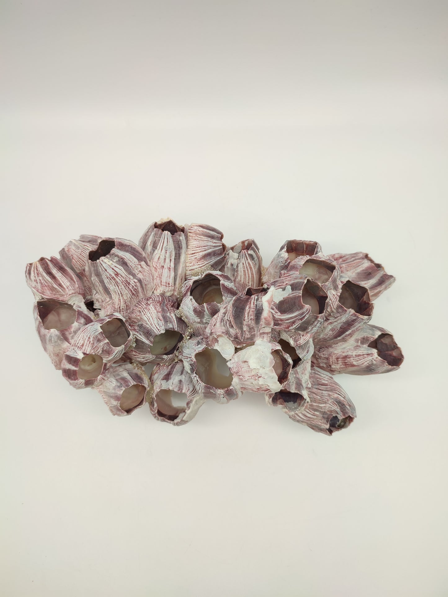 74093 Blocco di cirripedi rosa