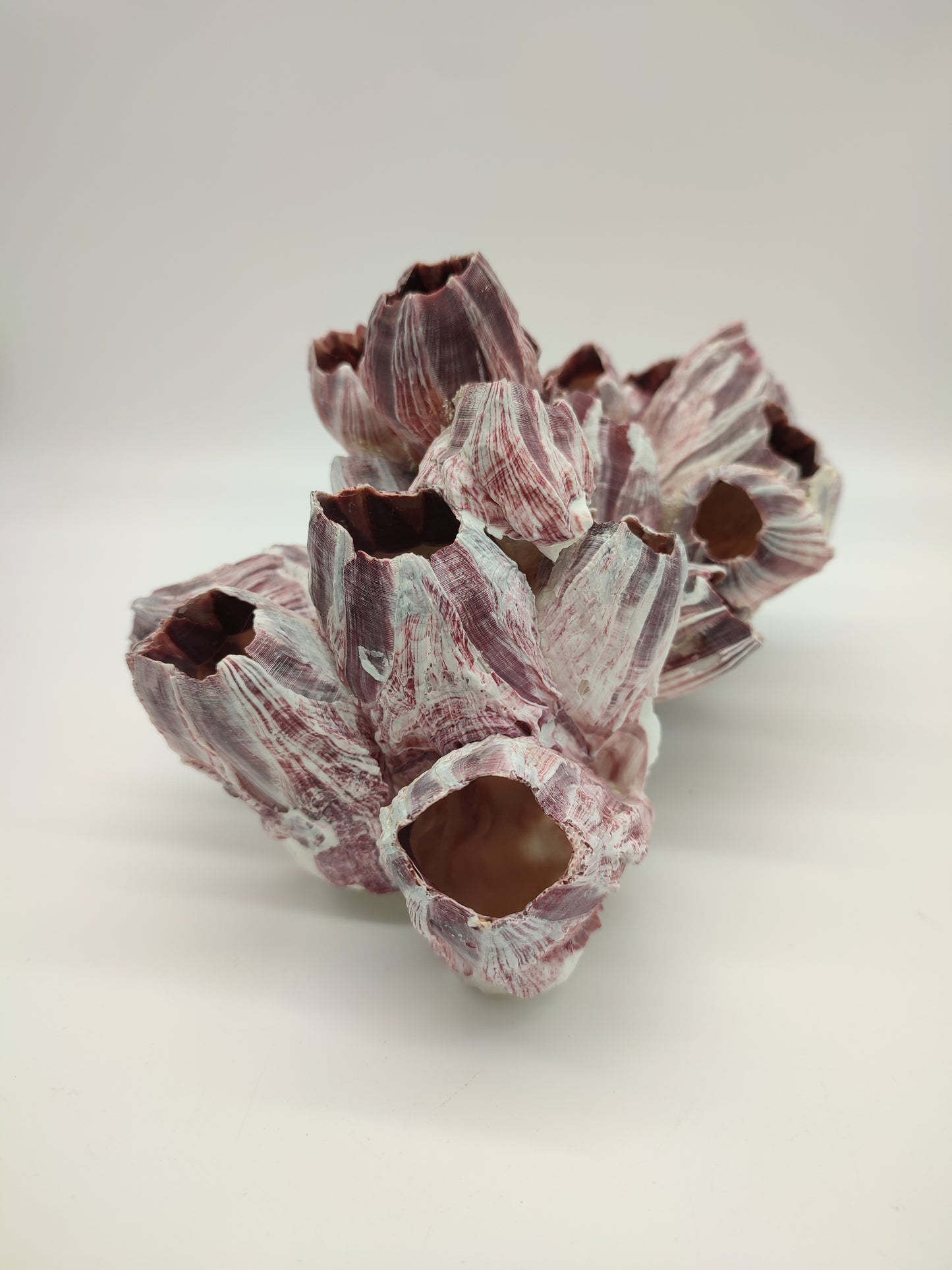 74093 Blocco di cirripedi rosa