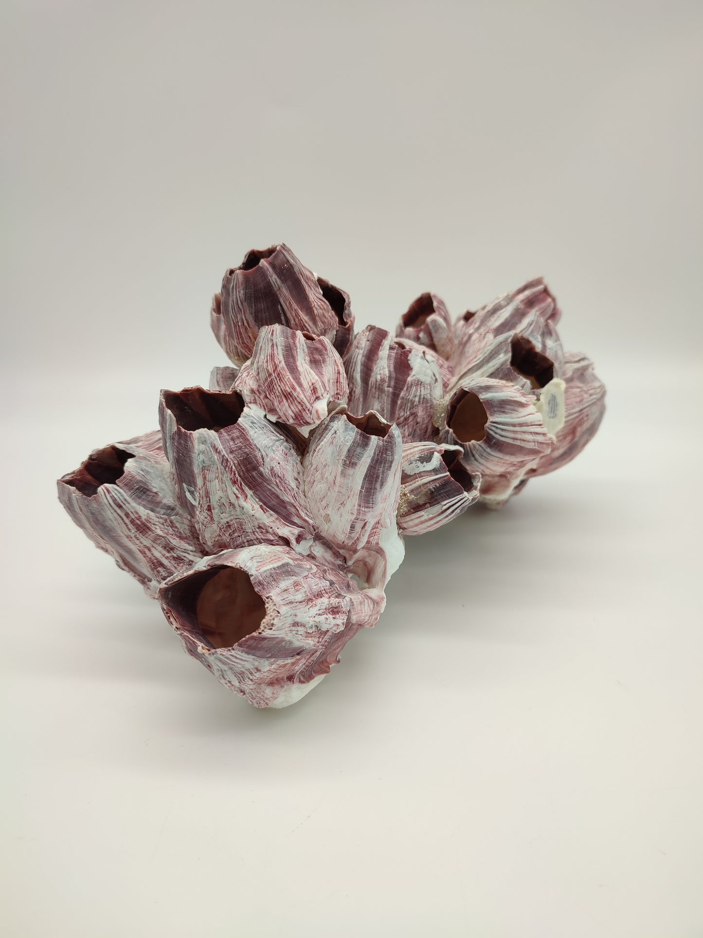 74093 Blocco di cirripedi rosa