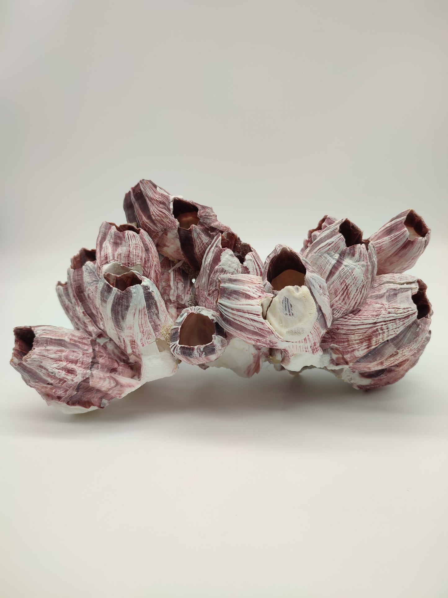 74093 Blocco di cirripedi rosa