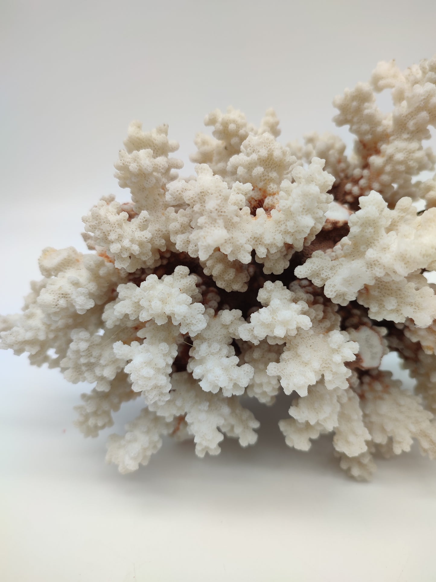 74095 Blocco di corallo bianco pocillopora verrucosa