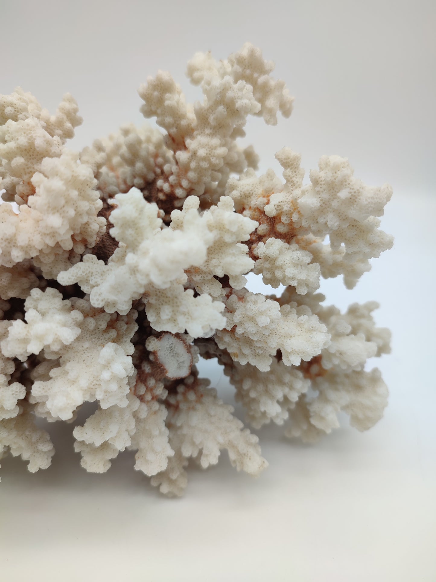 74095 Blocco di corallo bianco pocillopora verrucosa