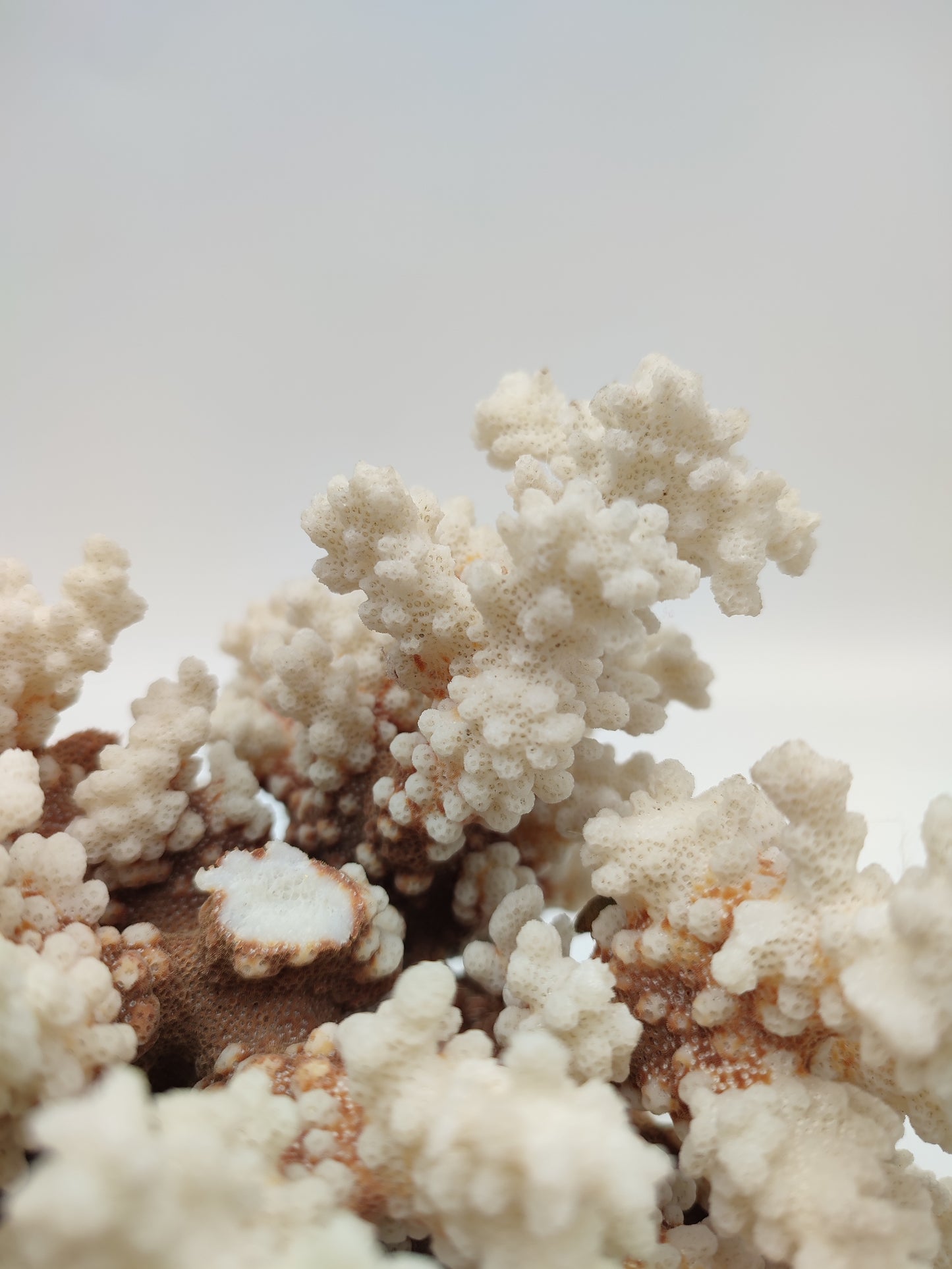 74095 Blocco di corallo bianco pocillopora verrucosa
