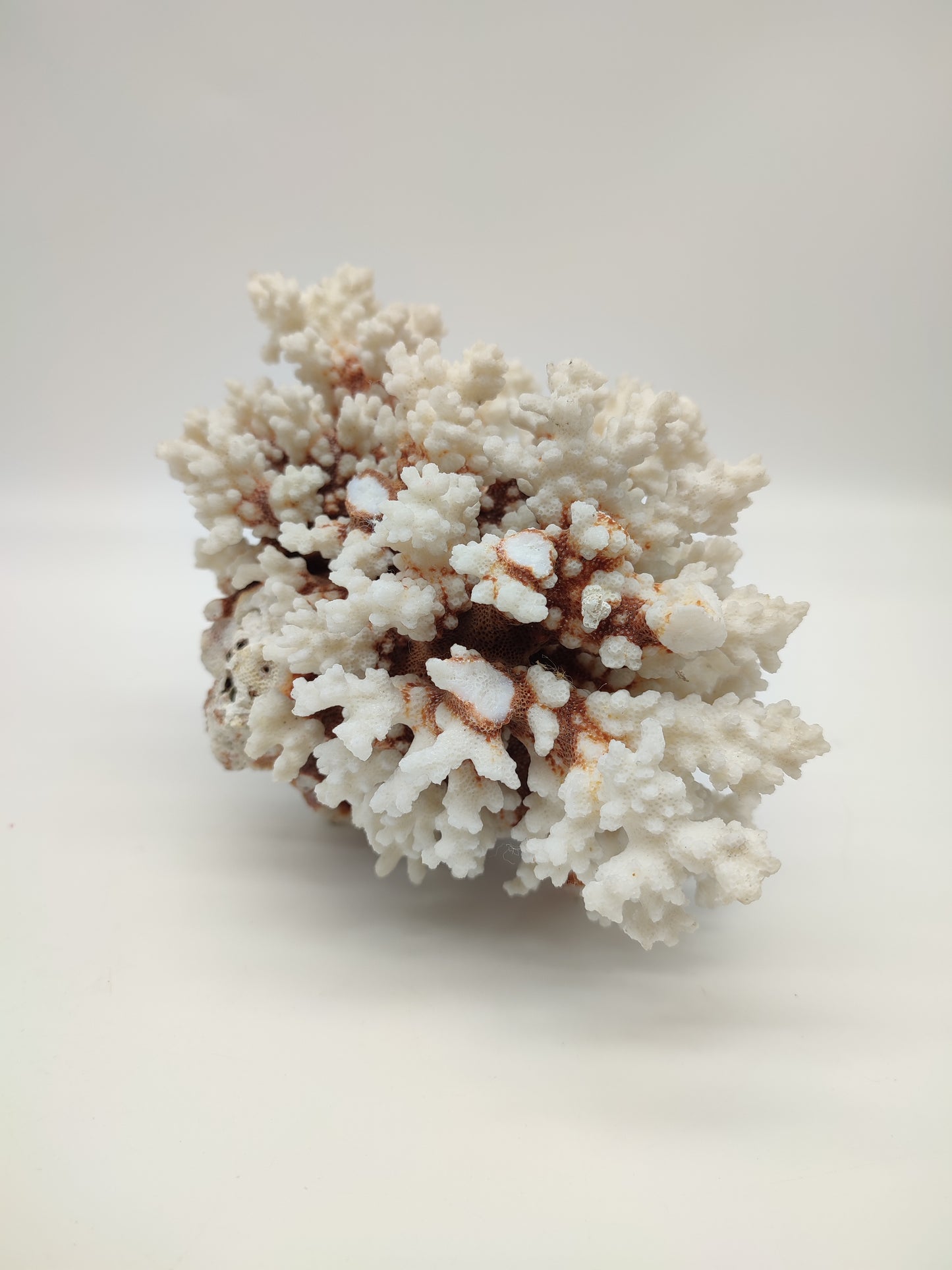 74095 Blocco di corallo bianco pocillopora verrucosa