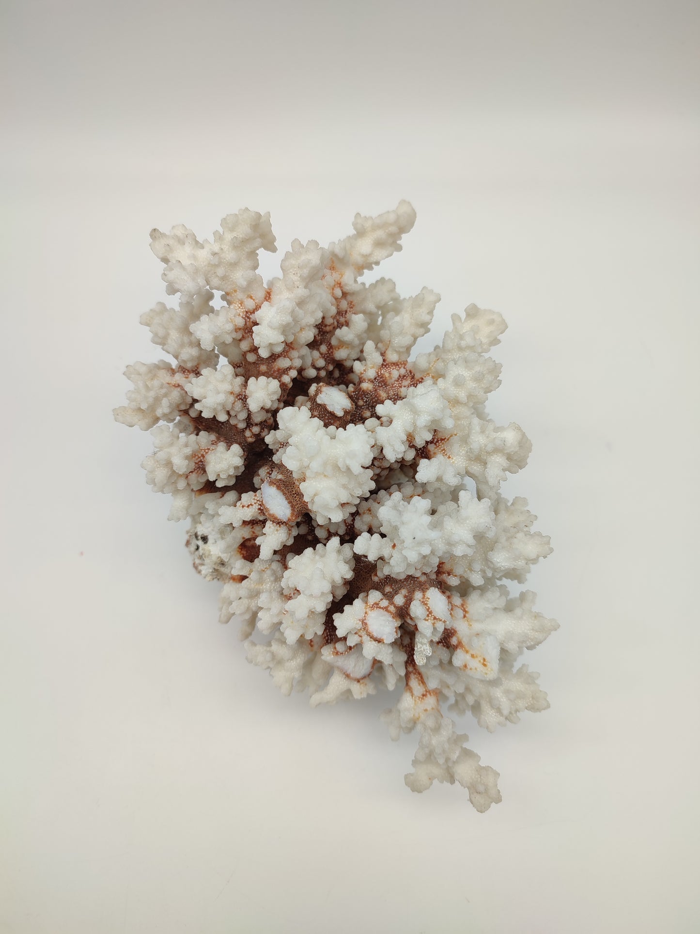 74095 Blocco di corallo bianco pocillopora verrucosa
