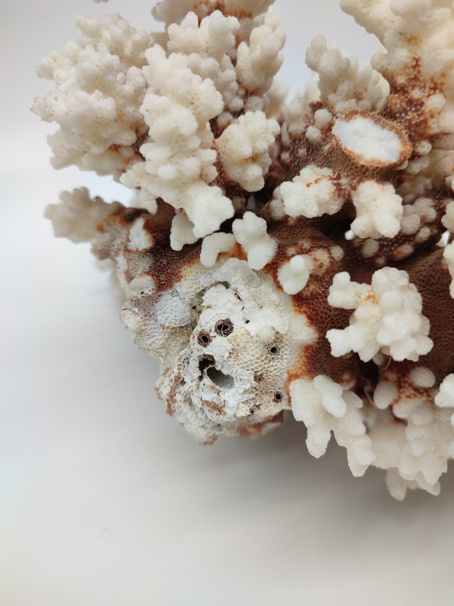 74095 Blocco di corallo bianco pocillopora verrucosa