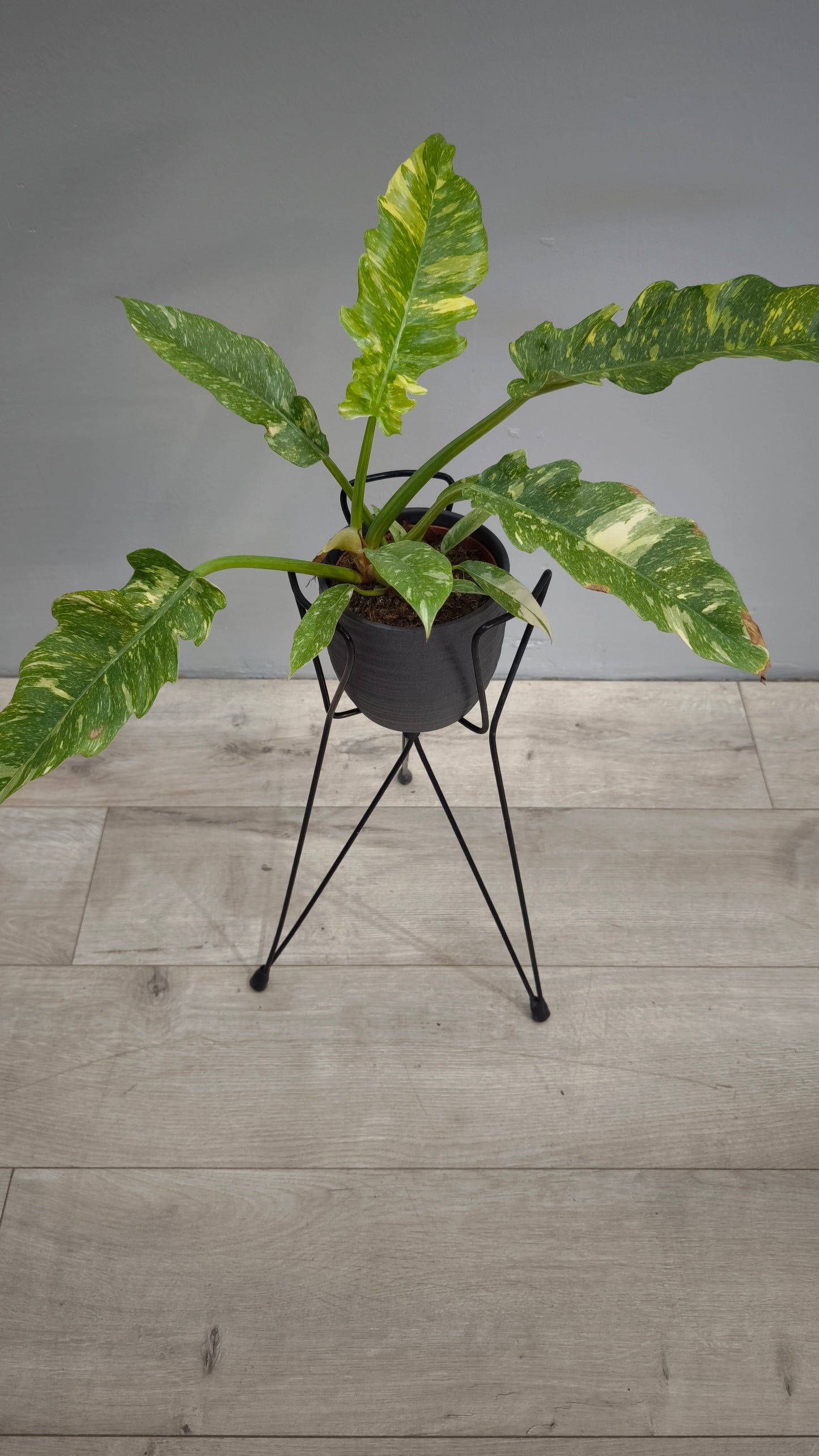 82373-2 Porta piante vintage pieghevole in metallo