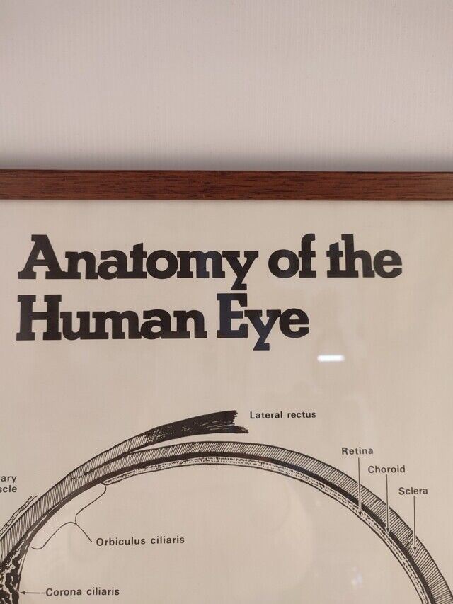 49309 Tavola anatomica occhio