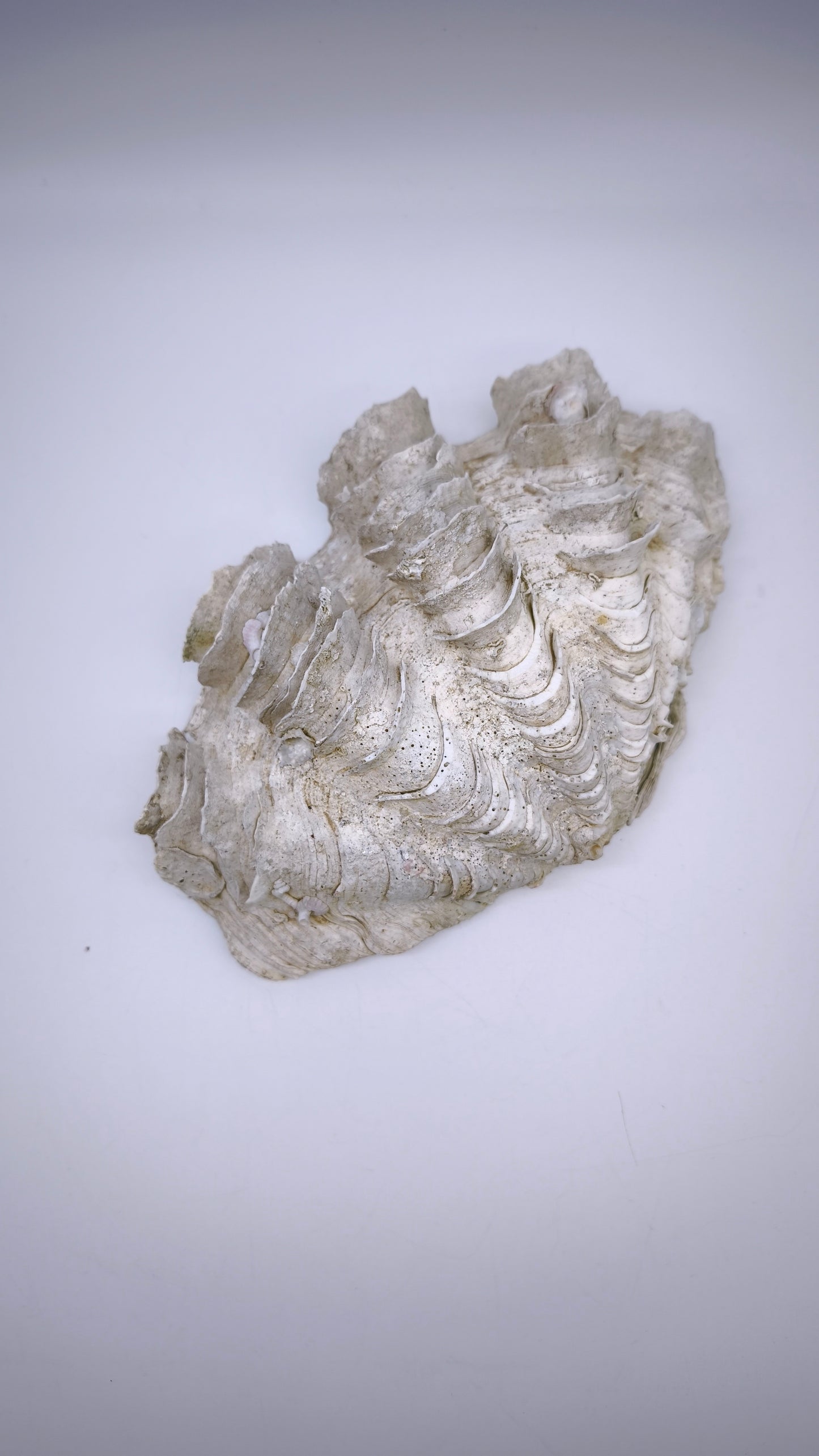 80761 Conchiglia Tridacna