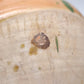 84464 Anfora in terracotta