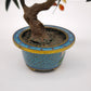 94084 Bonsai in pietre dure con vasetto cloisonné